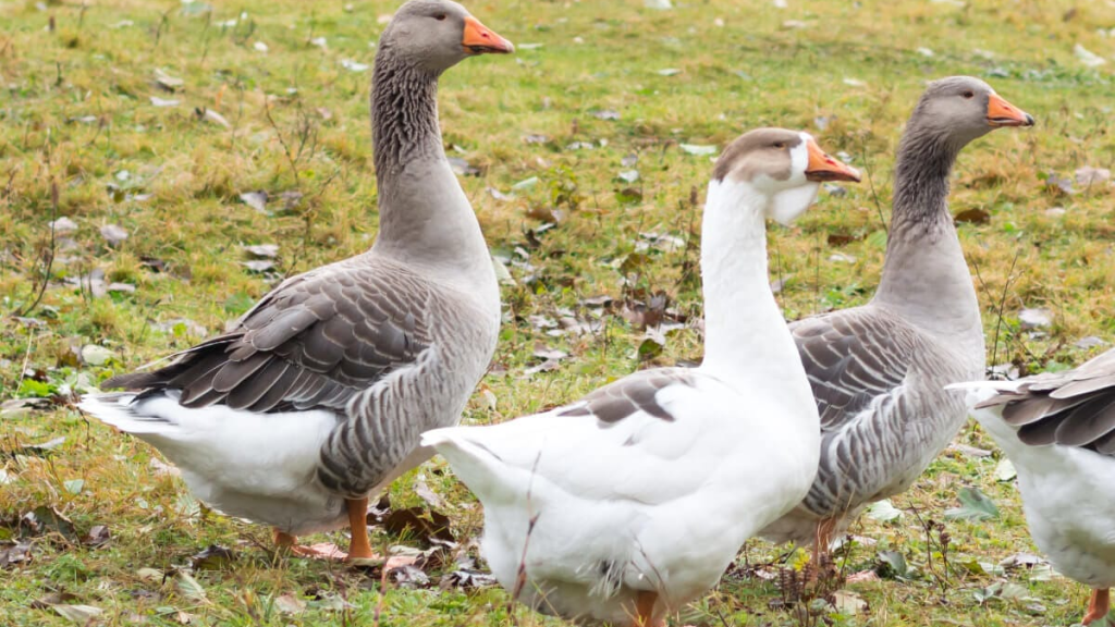 Vogelgriep vastgesteld bij dode ganzen in Douwelerkolk
